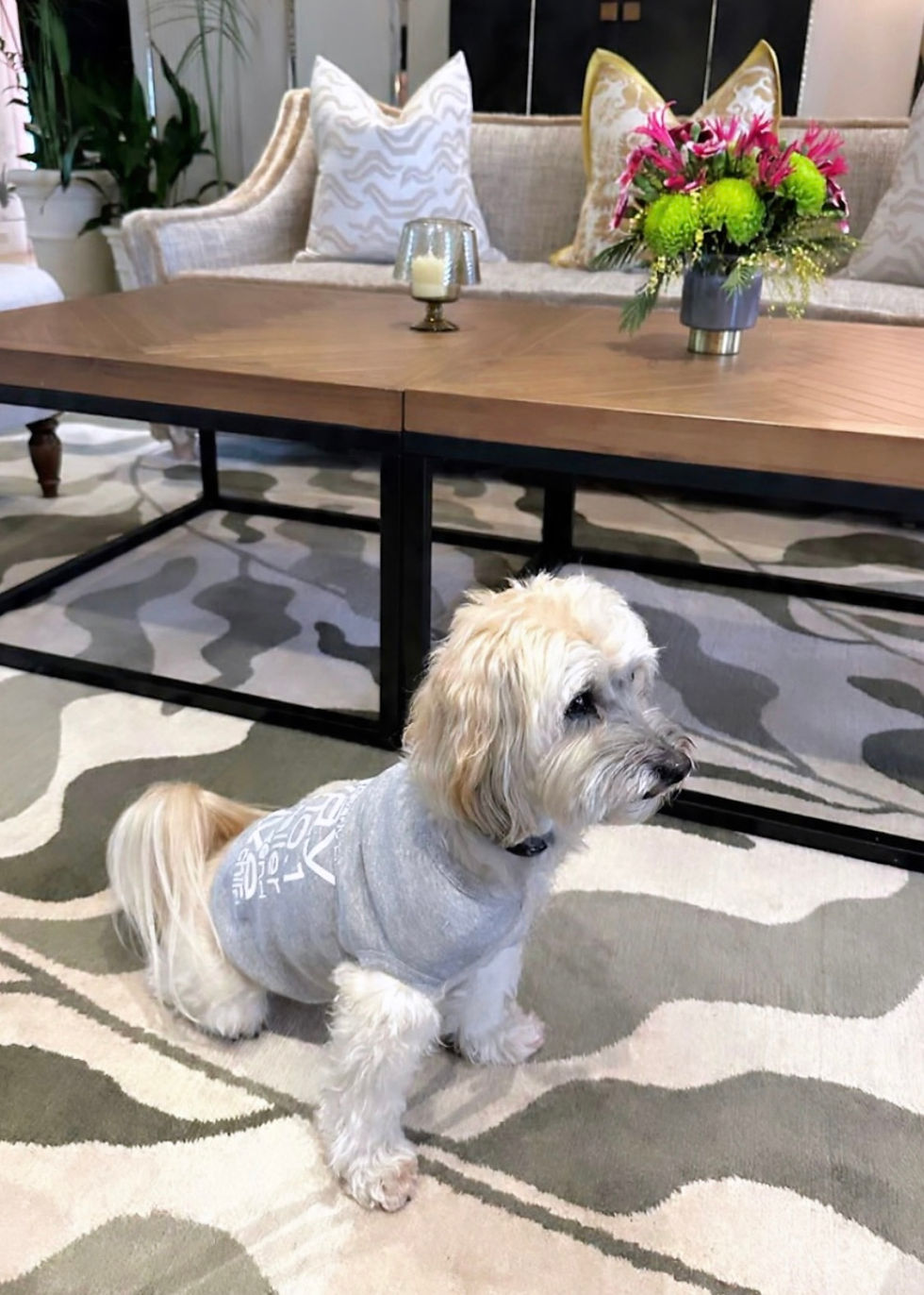 Thumbnail: Chili Puppers Lightweight Athletic Tee  | Summer Edition | Heather Gray