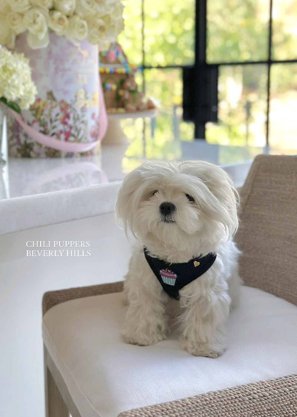 Thumbnail: Chili Puppers Air Mesh Dog Harness | Birthday Cupcake Edit