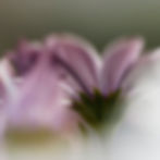 Didier-charlemagne-Reve fleuri