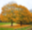 Fall-ing in Love with Autumn: Embracing the Beauty of the Season