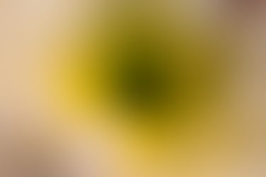 Macro Photography, Flowers