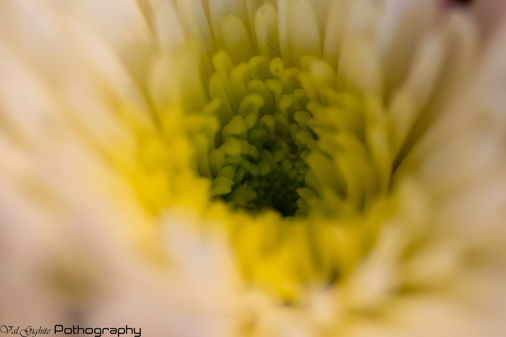 Macro Photography, Flowers