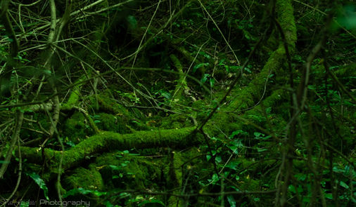 Wood log