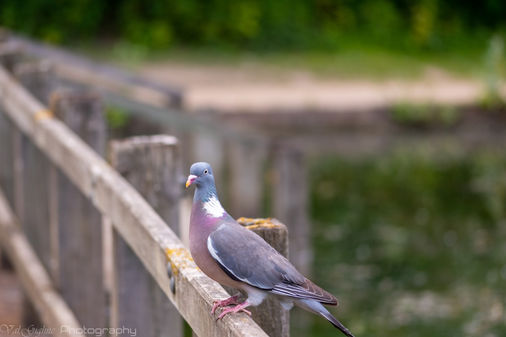 Pingeon