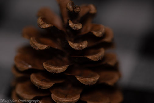 Macro photo: Pine