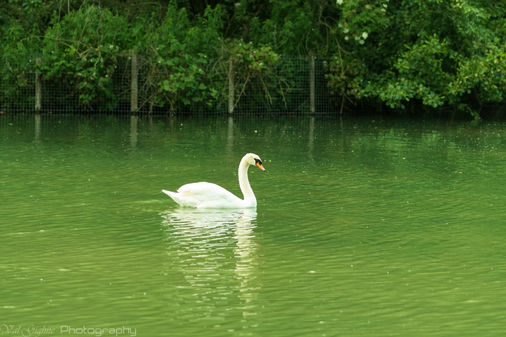 Beautiful swan