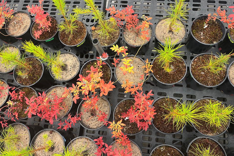 From Tiny Plants to Big Impact: Moss as a Keystone Species in Eco-Restoration