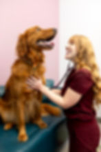 Dog being examined on couch.jpg