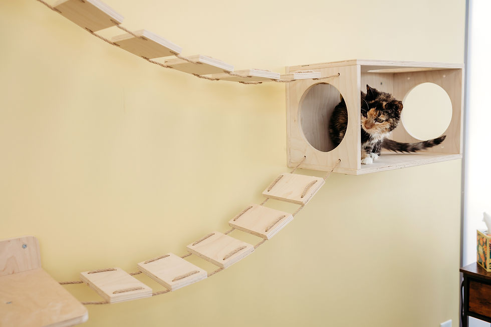 PetVet365-53.jpg
