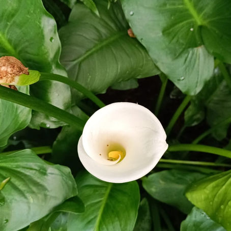 Cultivai o vosso Jardim...