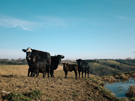 The Best Bale Hay Feeders in Perth