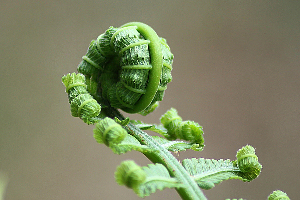 New growth, unfurling fern, NZ icon, New Zealand
