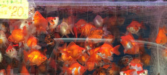 Just gonna buy a bird … or a goldfish