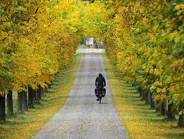 311885429_534181638717362_4721363858010194524_n (1).jpg