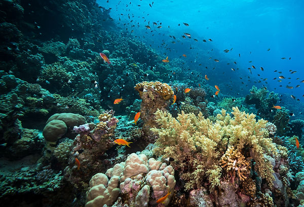 Diving in the Reef_edited.jpg