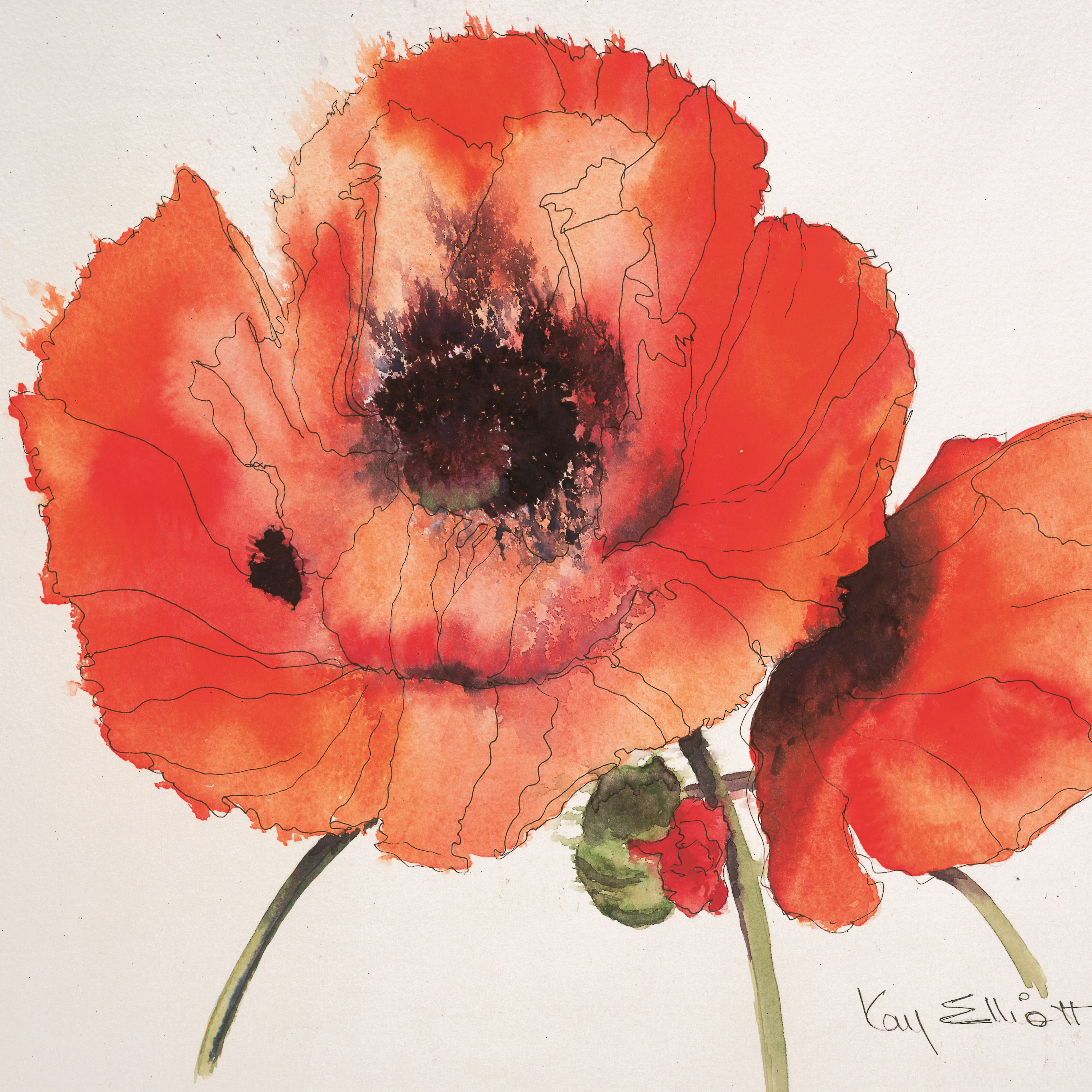 Red Oriental Poppy