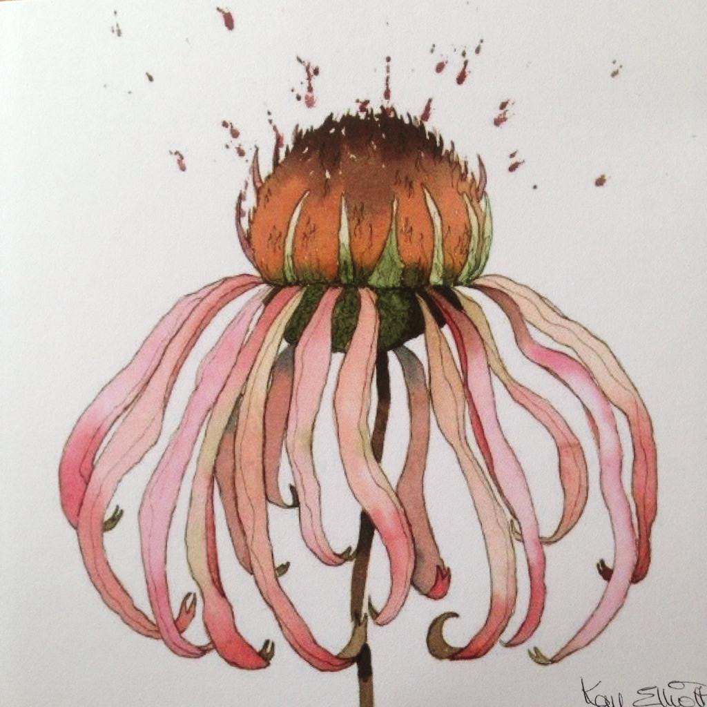 NEW* Pink Echinacea