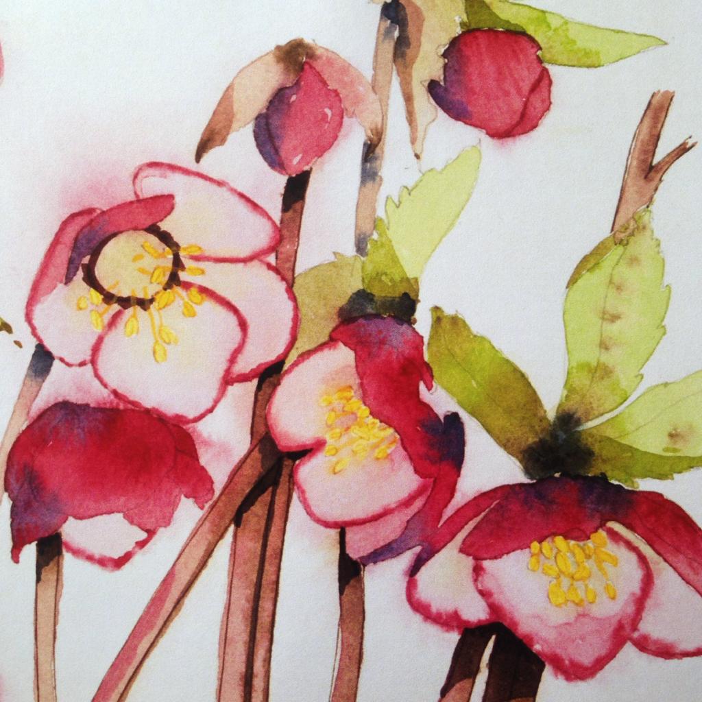 NEW* Early Spring Hellebores
