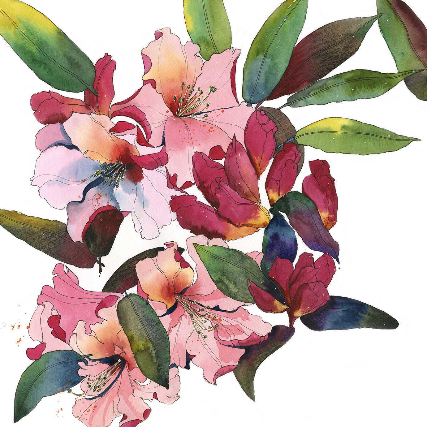 Rhododendron