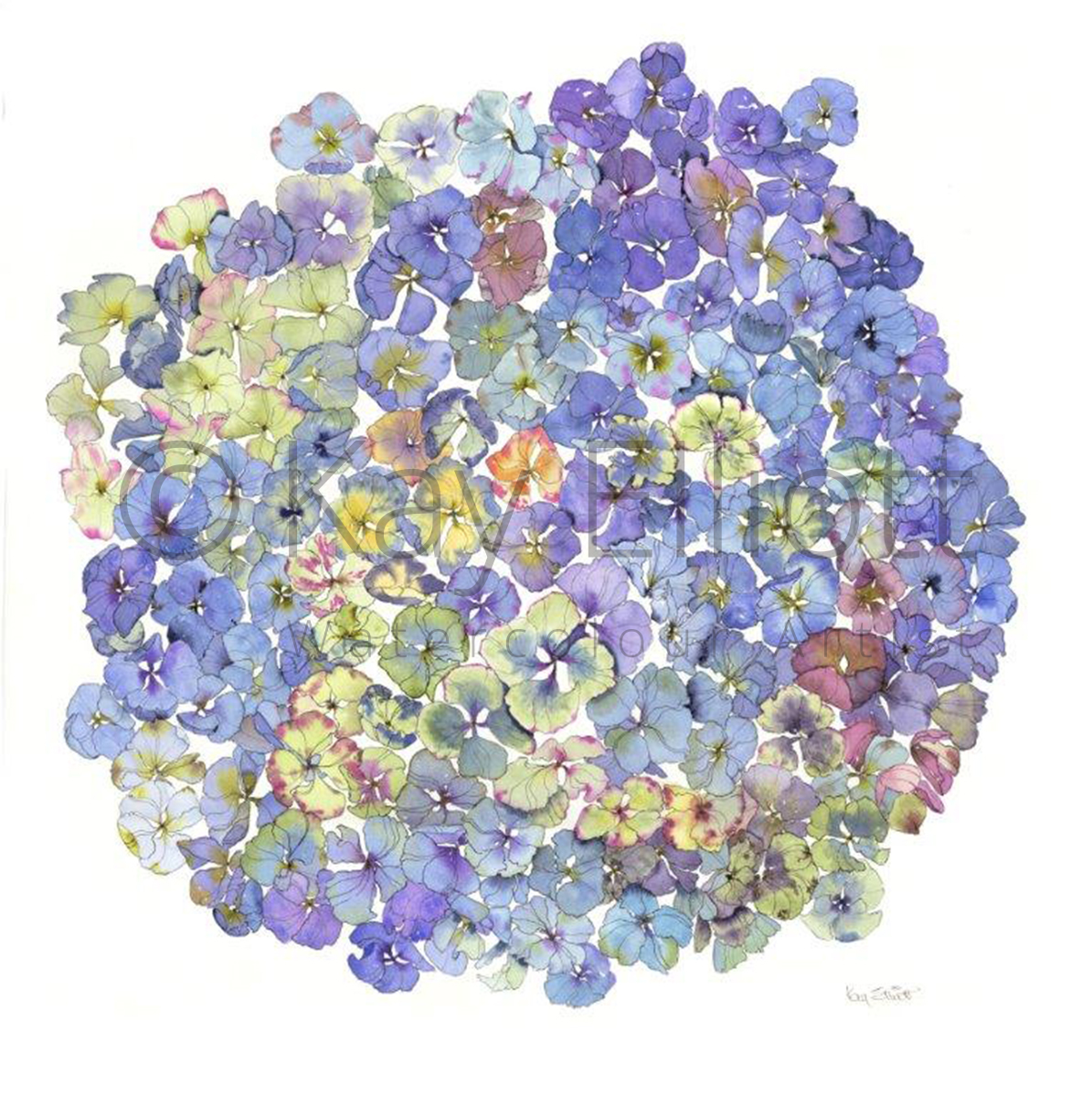 Blue Hydrangea NOT FOR SALE