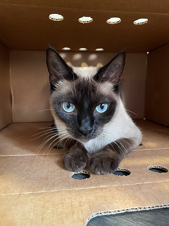 Matcha the siamese cat laying inside cardboard box