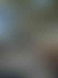 Moana Hotel banyan tree