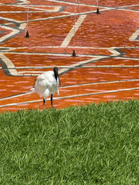 White ibis in Hyde Park