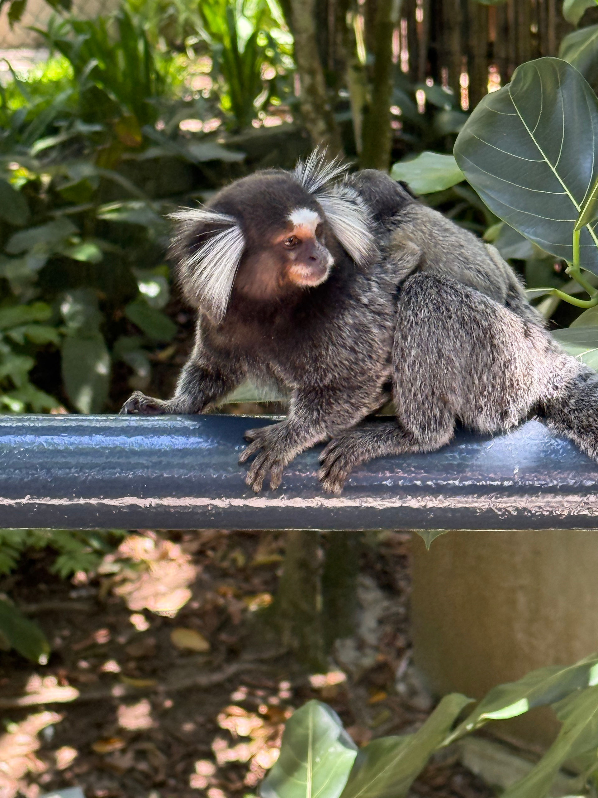 Lovely little Marmoset with baby