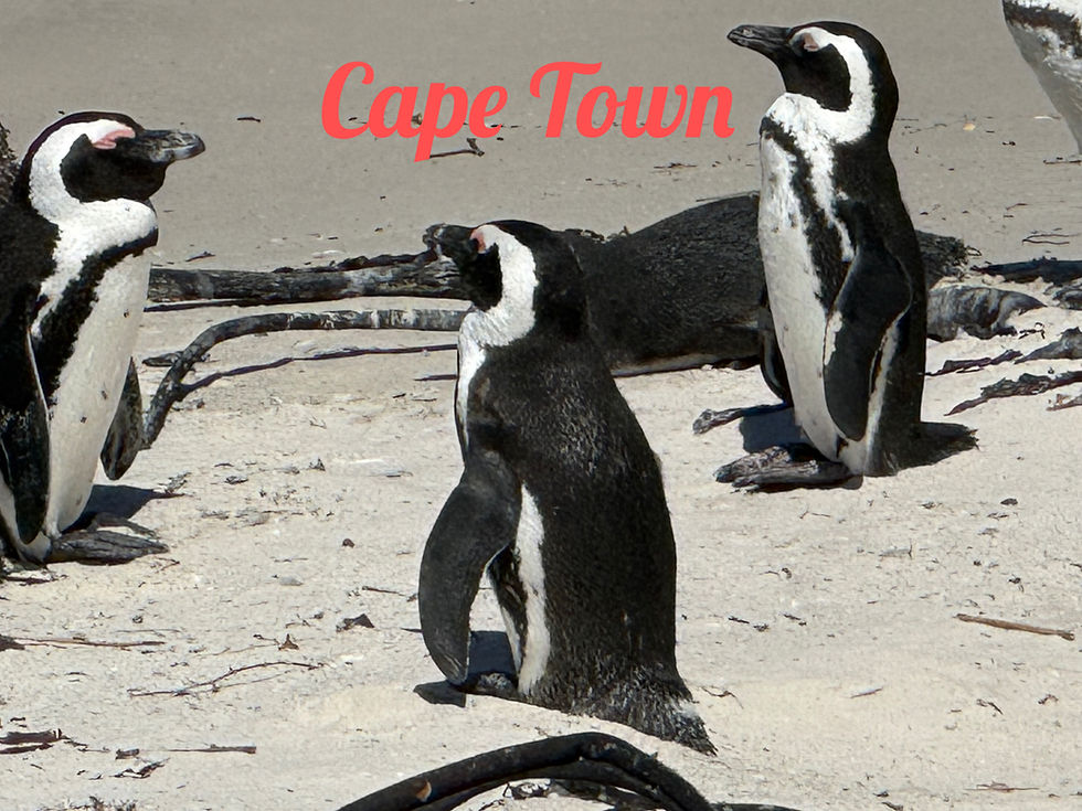 Friday January 30th, 2026 Queen Anne, Cape Town, South Africa