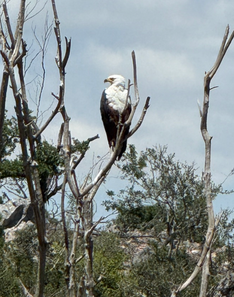 Fish Eagle