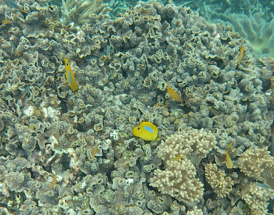 Barrier Reef