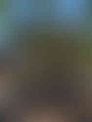 The arch for the Arch