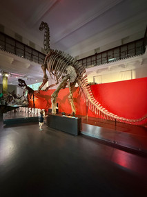 Dino gallery