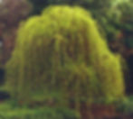 Morus alba 'Pendula' 1.jpg