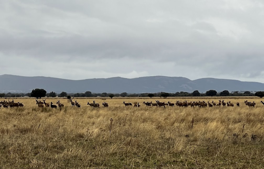 Ciervos en la raña del Parque Nacional de Cabañeros durante la berrea