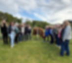Visiting the Highland Cows ("Coos")