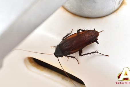 Exterminateur Coquerelles