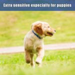 Buy Organic Flea Control For Dogs Online At Lowest Prices!