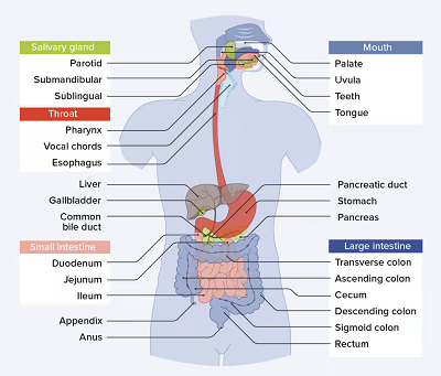 digestion