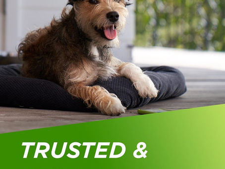 Buy Hartz Ultraguard Shampoo For Dogs Online At Lowest Prices!