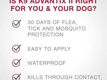 Buy Natural Remedies For Fleas On Dogs Online At Lowest Prices!