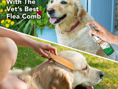 Buy Best Dog Shampoo For Odor And Fleas Online At Lowest Prices!