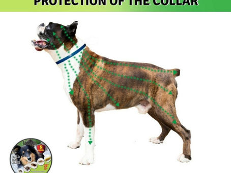 Buy Best Fly Spray For Dogs Online At Lowest Prices!
