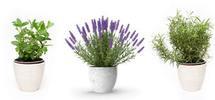 Plantas repelentes de insectos