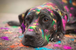 ¡NO! AL PET PAINT