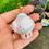 Miniaturbild: Trans-Pilz