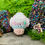 Miniaturbild: Trans-Pilz