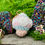 Miniaturbild: Trans-Pilz