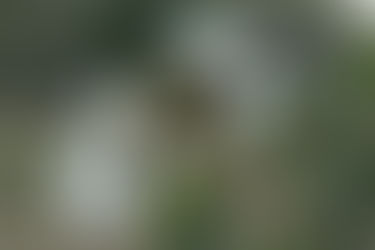 Valley Native Plant Growers & Nurseries