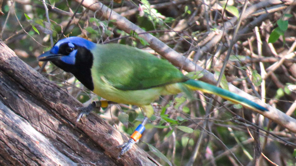 Reporting Bird Bands